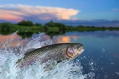 A jumping fish illustration